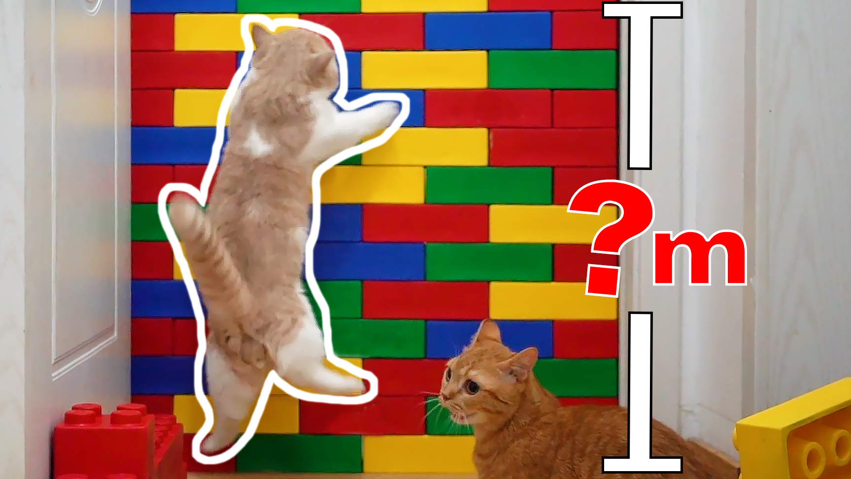 猫到底能跳多高?猫咪跳跃高度极限大挑战!